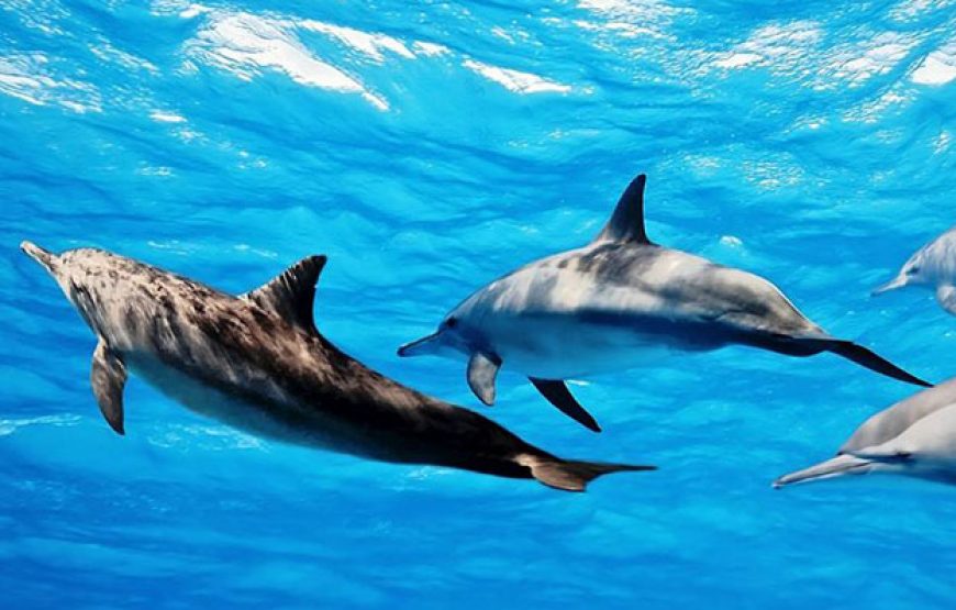 Dolphin Tour Zanzibar