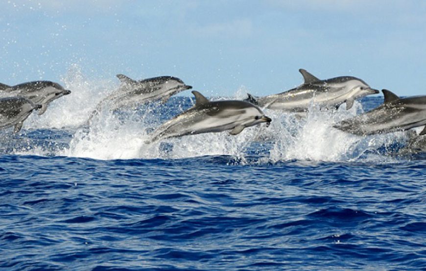 Dolphin Tour Zanzibar