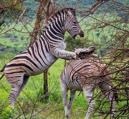 Mikumi National Park