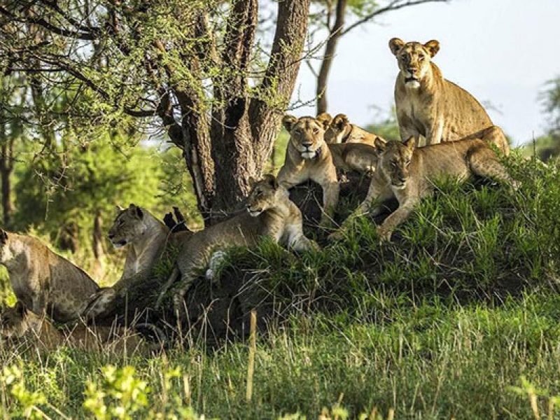 Day Trip Safari From Dar Es Salaam