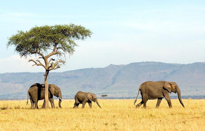 Day Trip Safari From Dar Es Salaam