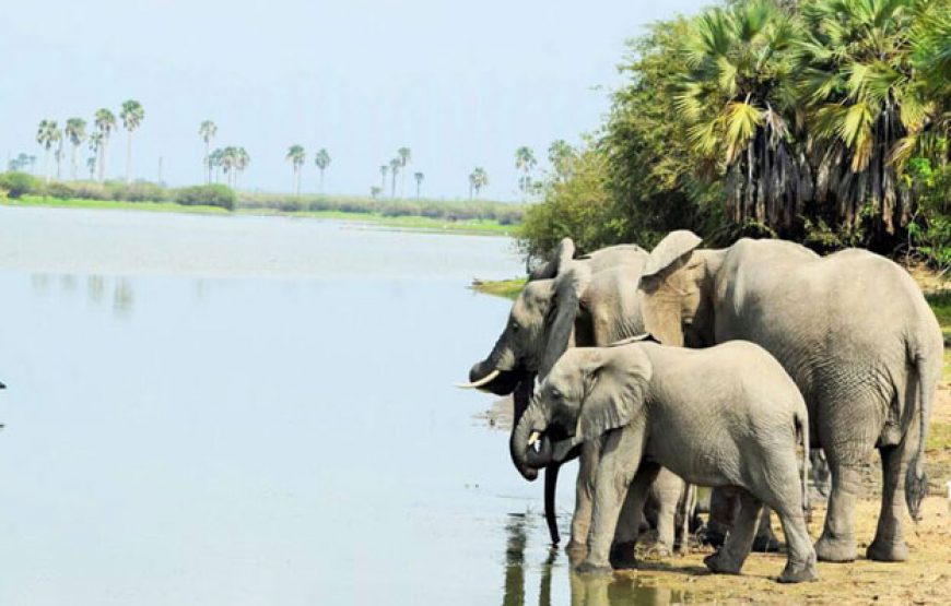 3 Days Selous Game Reserve