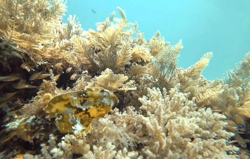 Snorkeling Matemwe