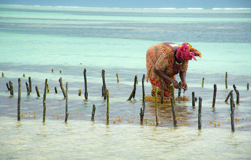 Jambiani Village Tour