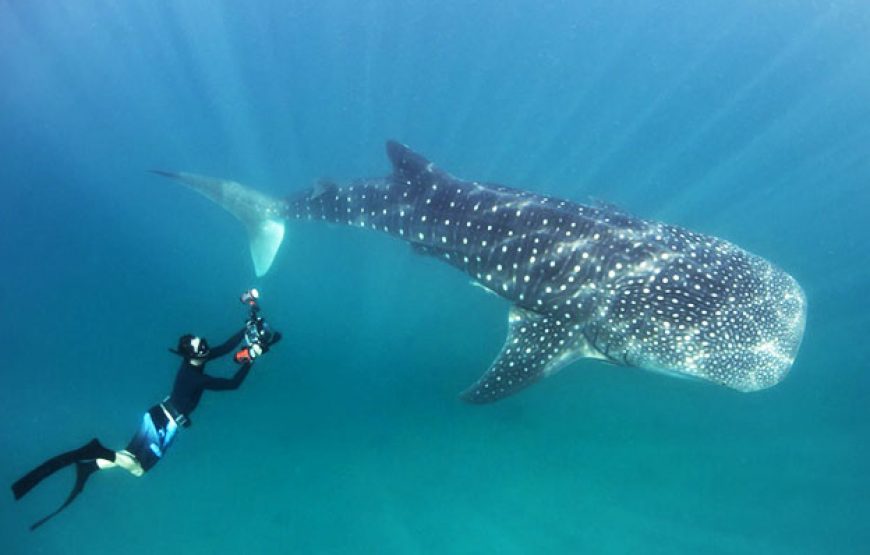 Whale Sharks Mafia Island