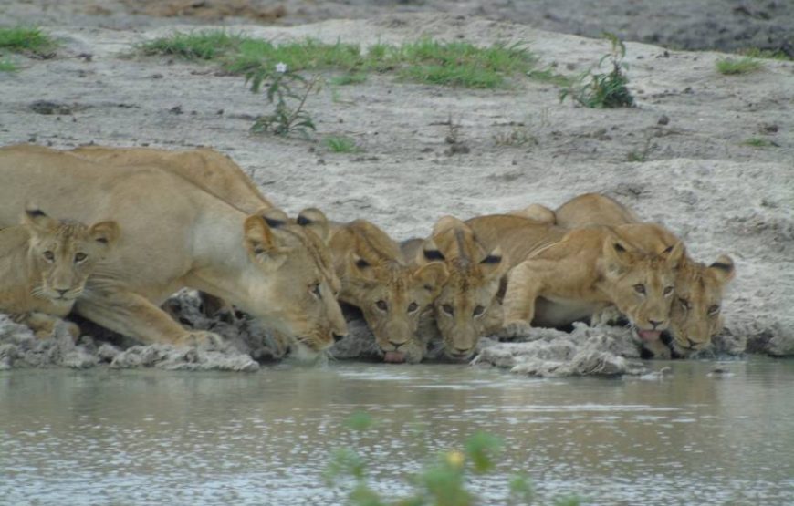 Day Trip To Saadani National Park