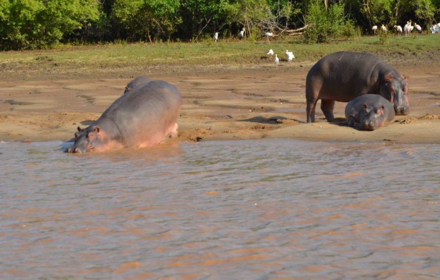 Day Trip To Saadani National Park