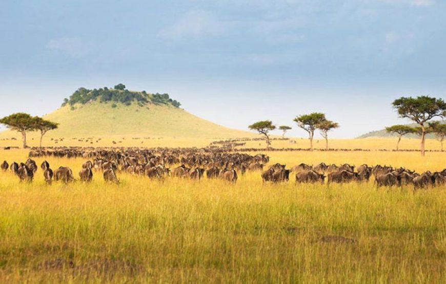 3 Days 2 Nights Central Serengeti