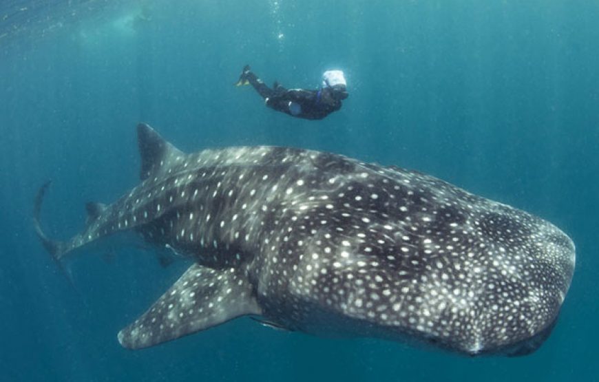 Whale Sharks Mafia Island