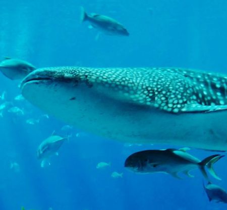 Whale Sharks Mafia Island