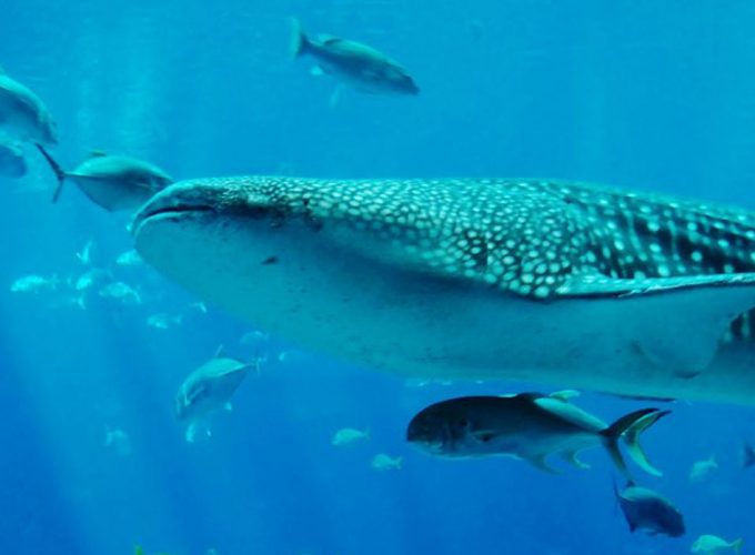 Whale Sharks Mafia Island