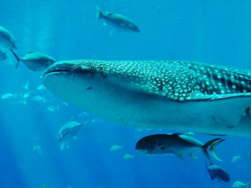 Whale Sharks Mafia Island