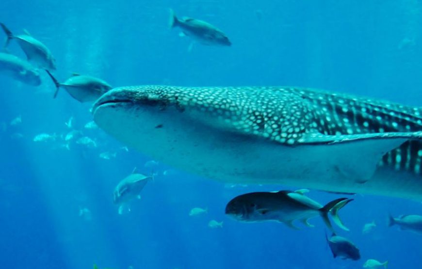 Whale Sharks Mafia Island