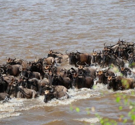 5 Days Serengeti Wildebeest