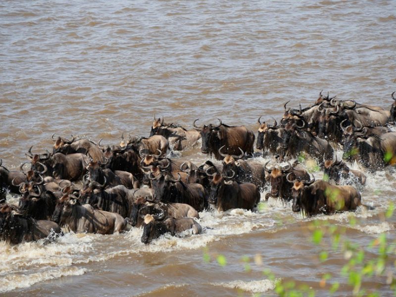 5 Days Serengeti Wildebeest