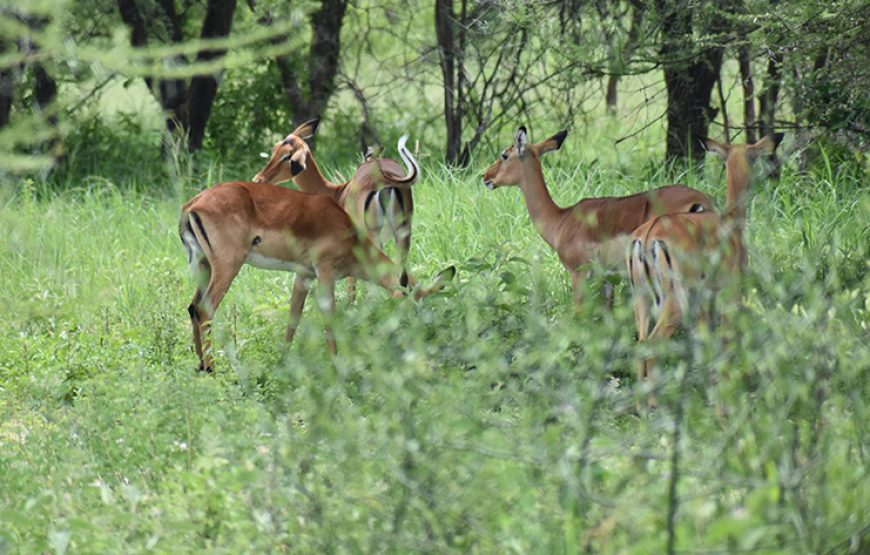 2 Days Selous Flying Safari