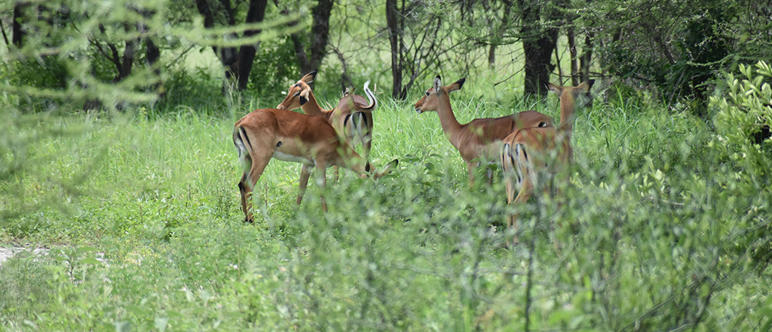 Day Trip Safari Tanzania