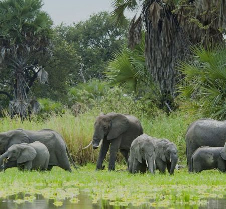 2 days Selous flying Safari