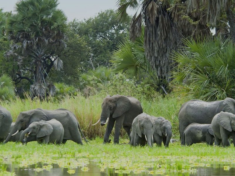 2 days Selous flying Safari