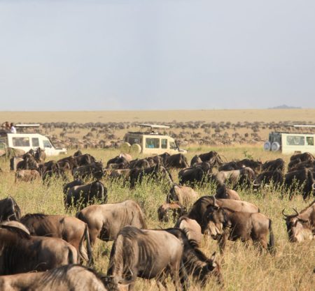 3 Days Serengeti From Zanzibar