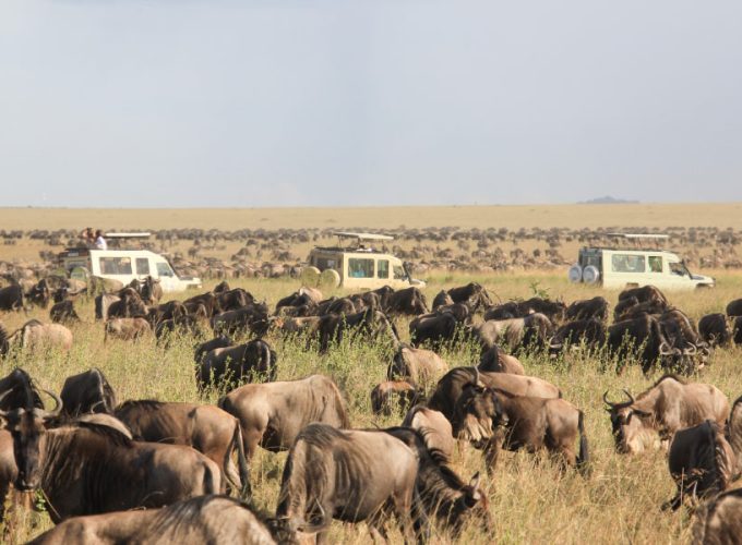 3 Days Serengeti From Zanzibar