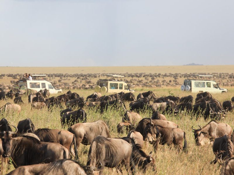 3 Days Serengeti From Zanzibar