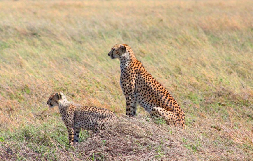 1 Day Serengeti Safari From Zanzibar