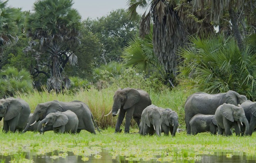 4 Days Selous Flying Safari