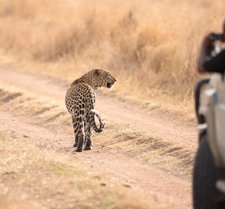 3 Days Serengeti From Zanzibar