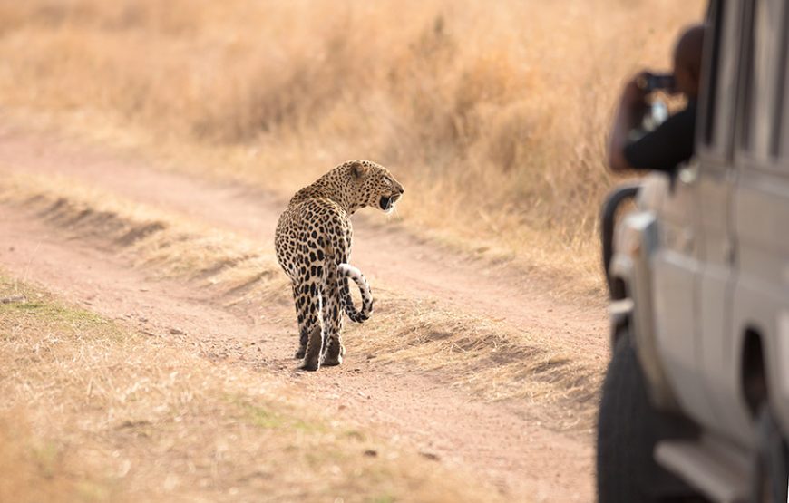 4 Days Serengeti Safari By Flight