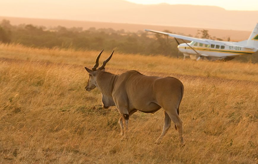 4 Days Serengeti Safari By Flight