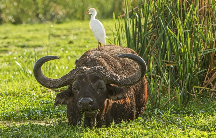 3 Days Tarangire Ngorongoro and Manyara