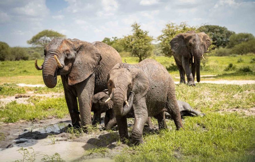 2 Days Ngorongoro and Manyara