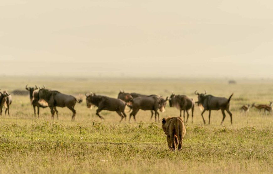 2 Days Ngorongoro and Manyara