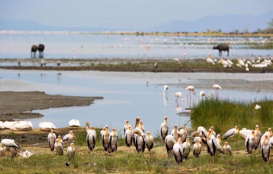 3 Days Tarangire Ngorongoro and Manyara